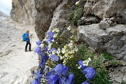 38 Bouquet di Campanule e Sassifraga di Vandelli